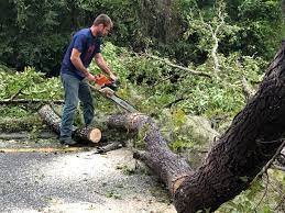 How Our Tree Care Process Works  in  Vance, AL